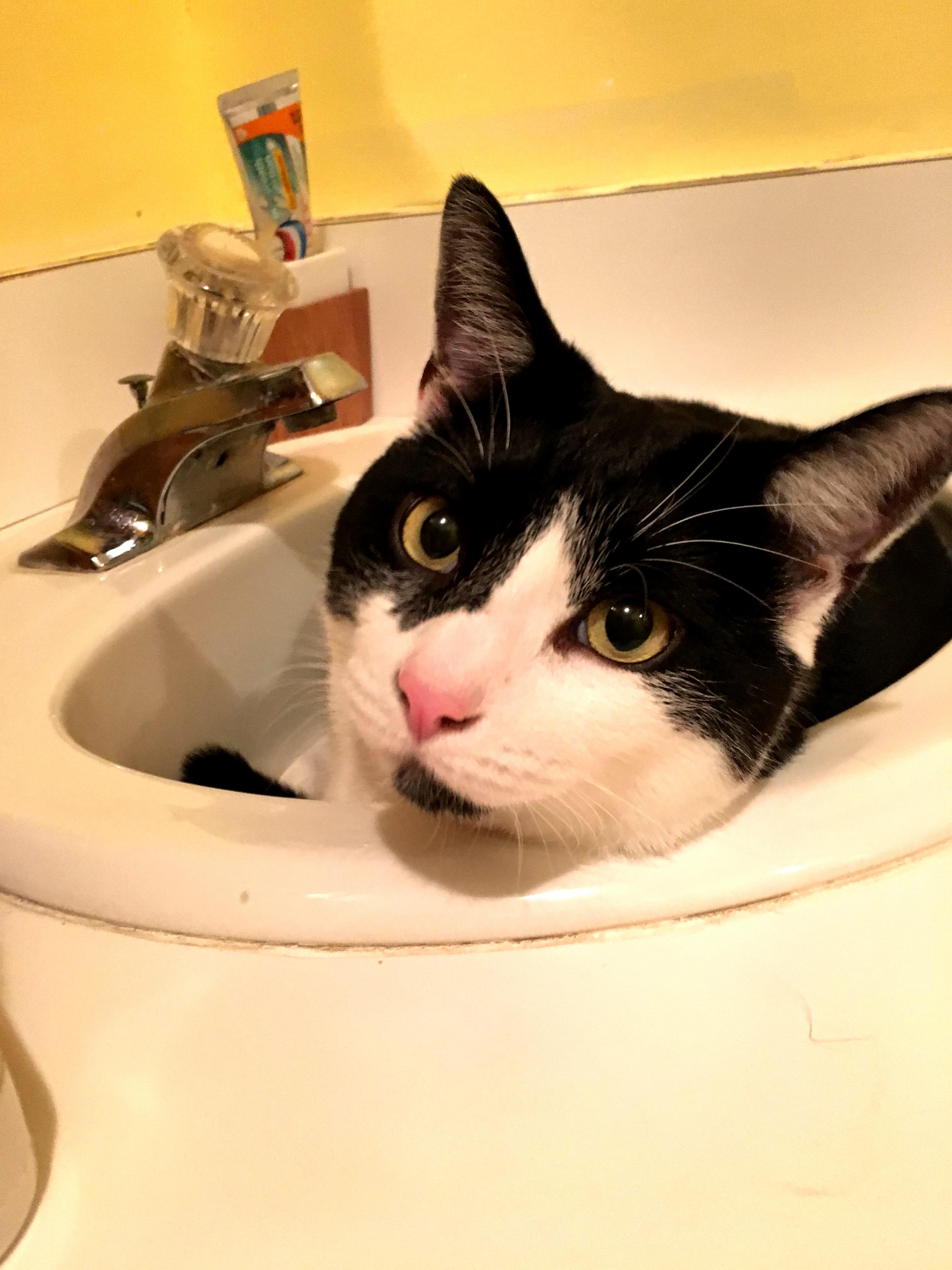 After a Couple Days of Lurking Around and Hiding Carlisle Is Finally Starting to Feel Comfortable with the New House.