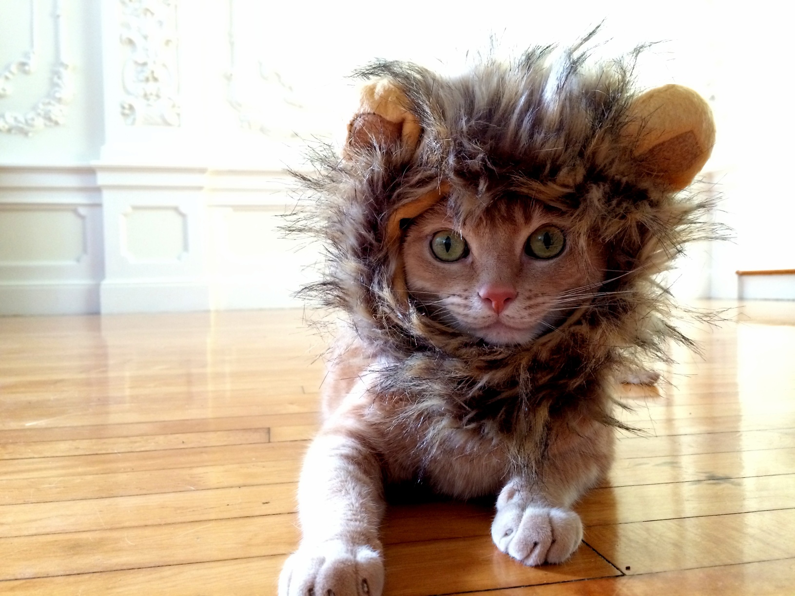 All Hail King Mew