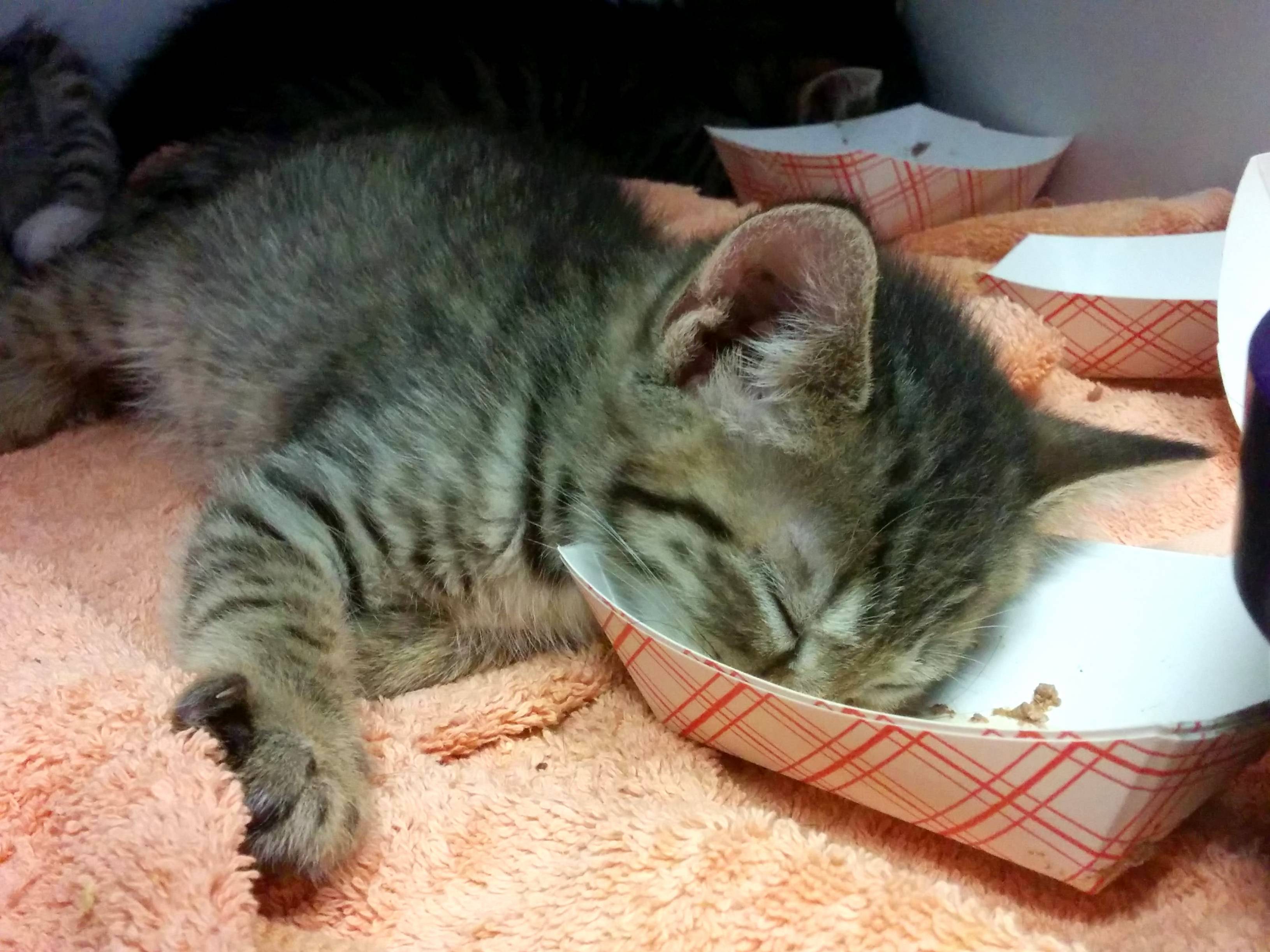 All Tuckered Out