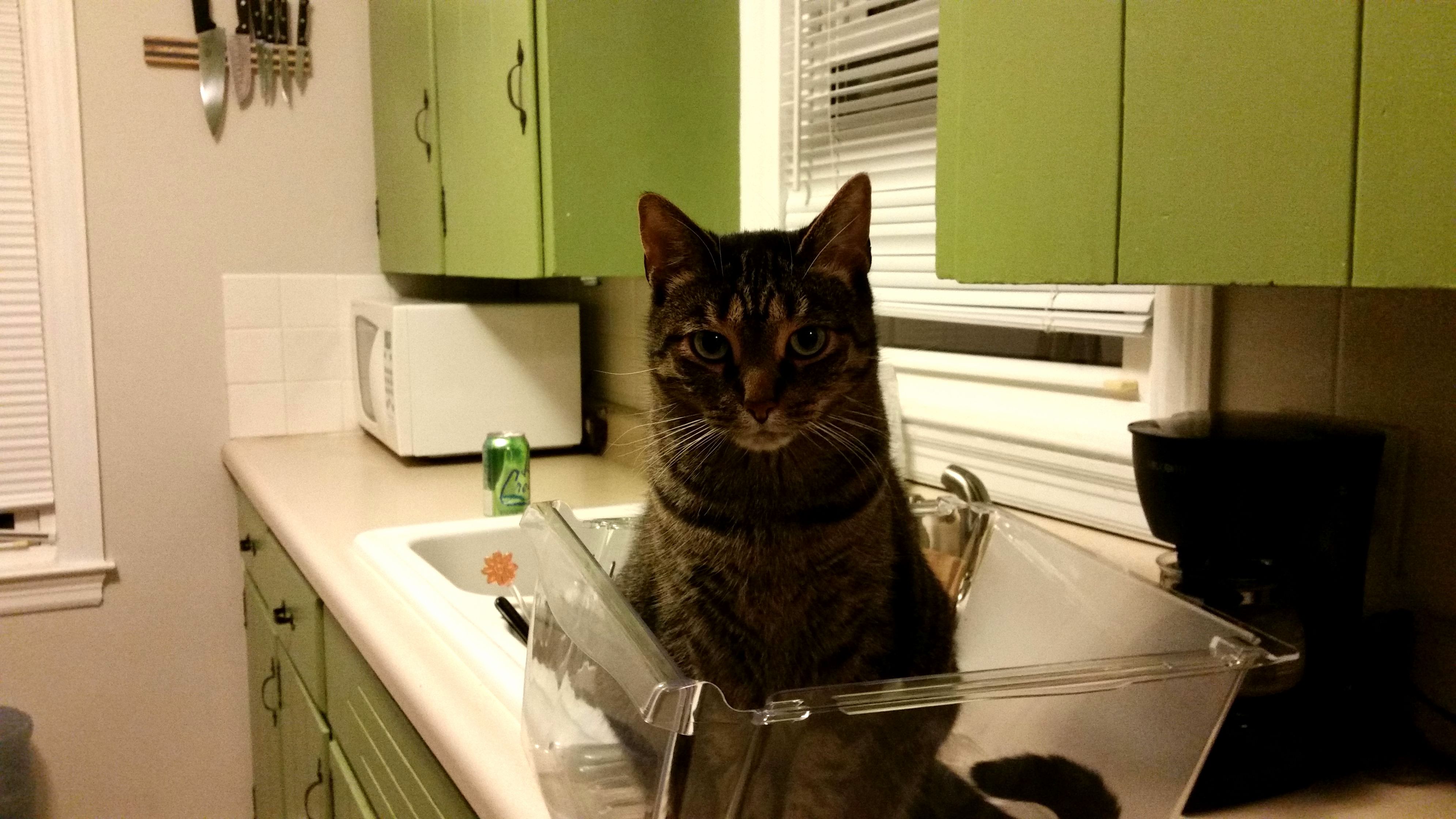 Anything Box-shaped Will Work. or Hes Trying Out Being a Cucumber.