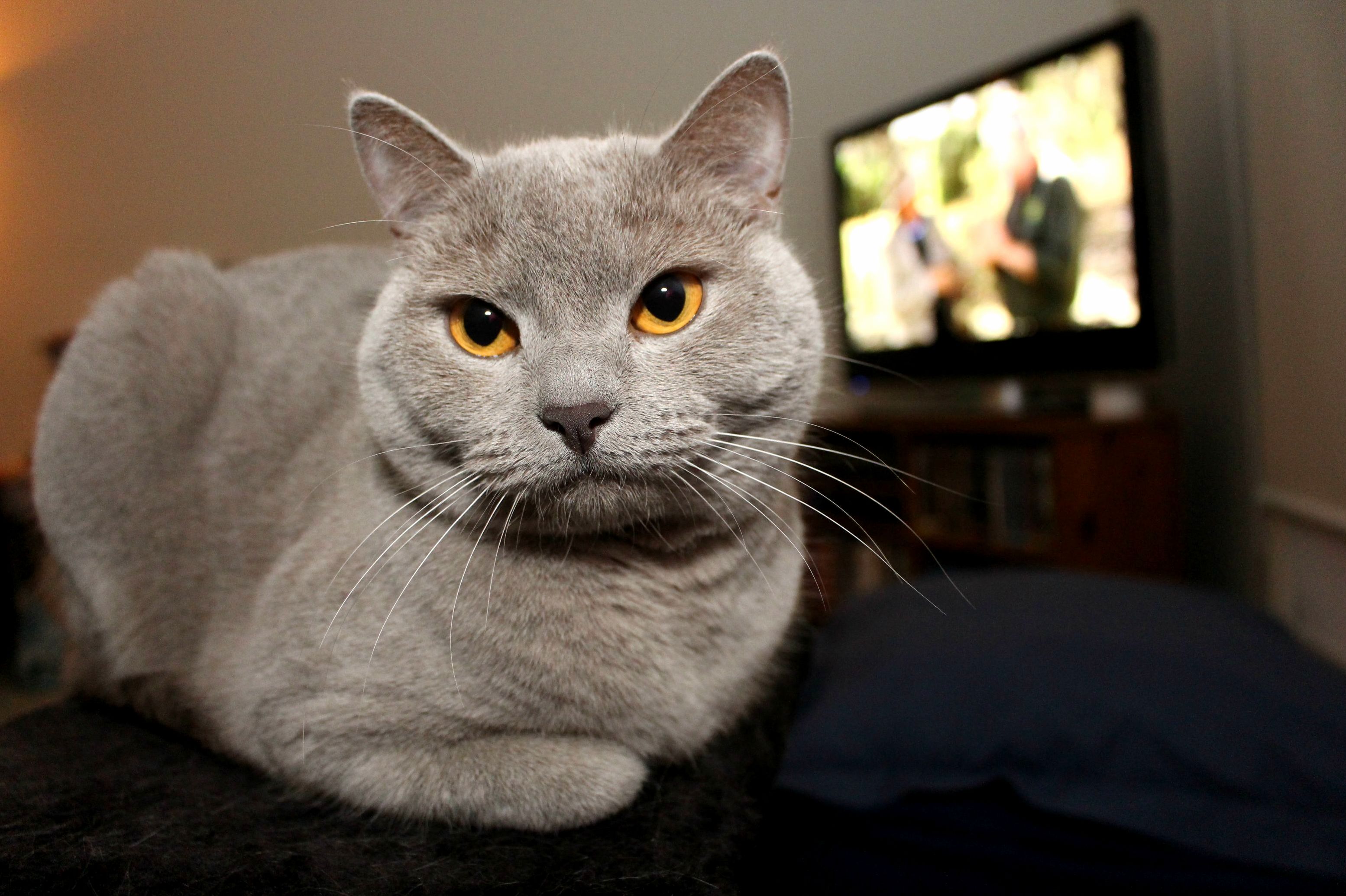 Archie My British Shorthair
