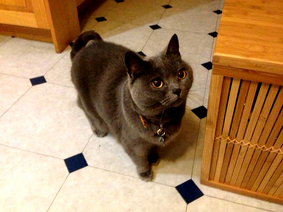 Ariel the 8 Yrold Chartreux