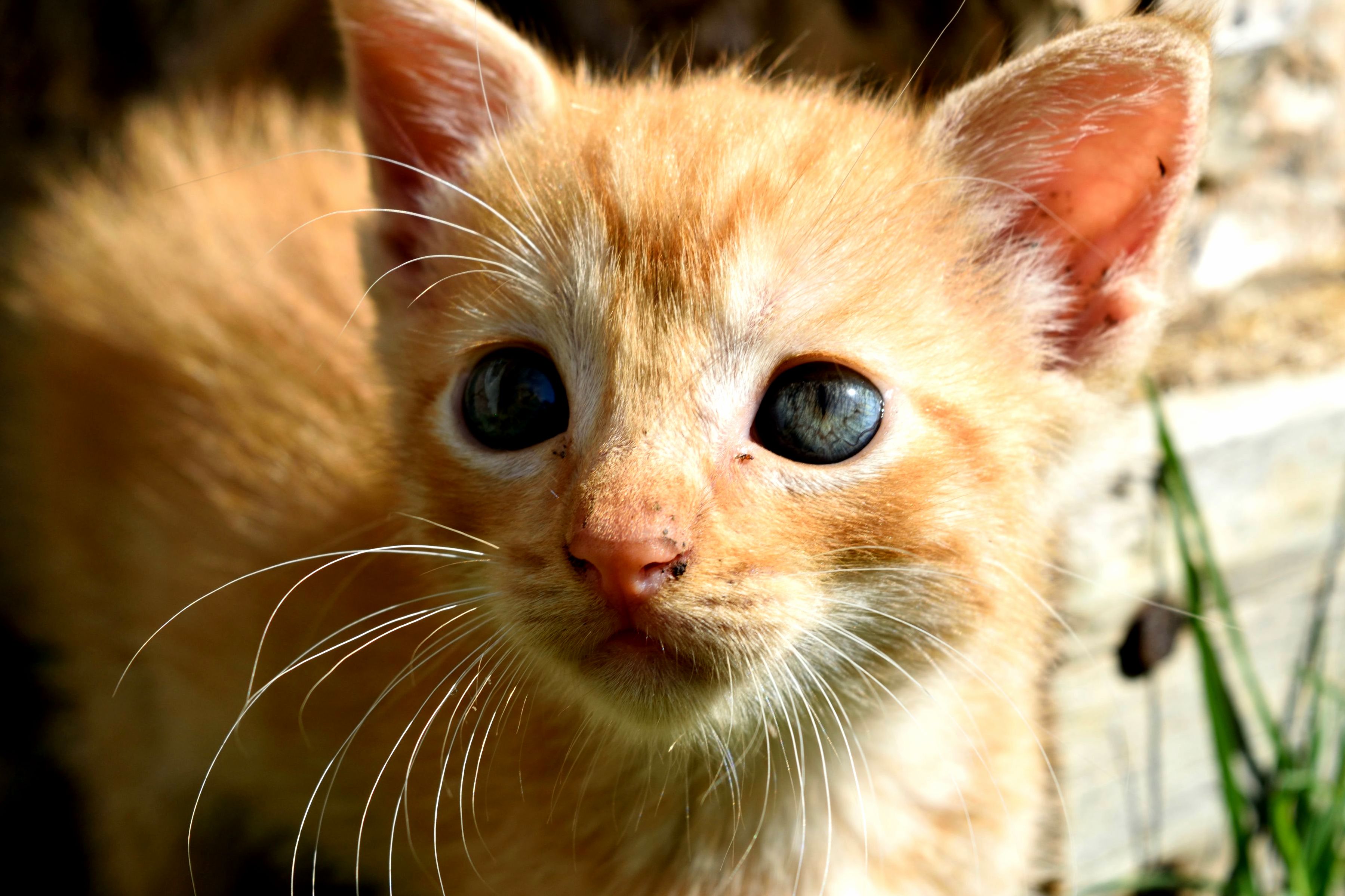Barn Kitten Says Good Morning