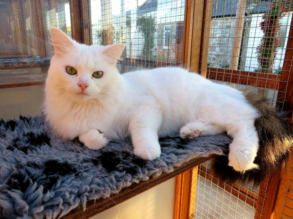 Beautifully White but with a Black Tail