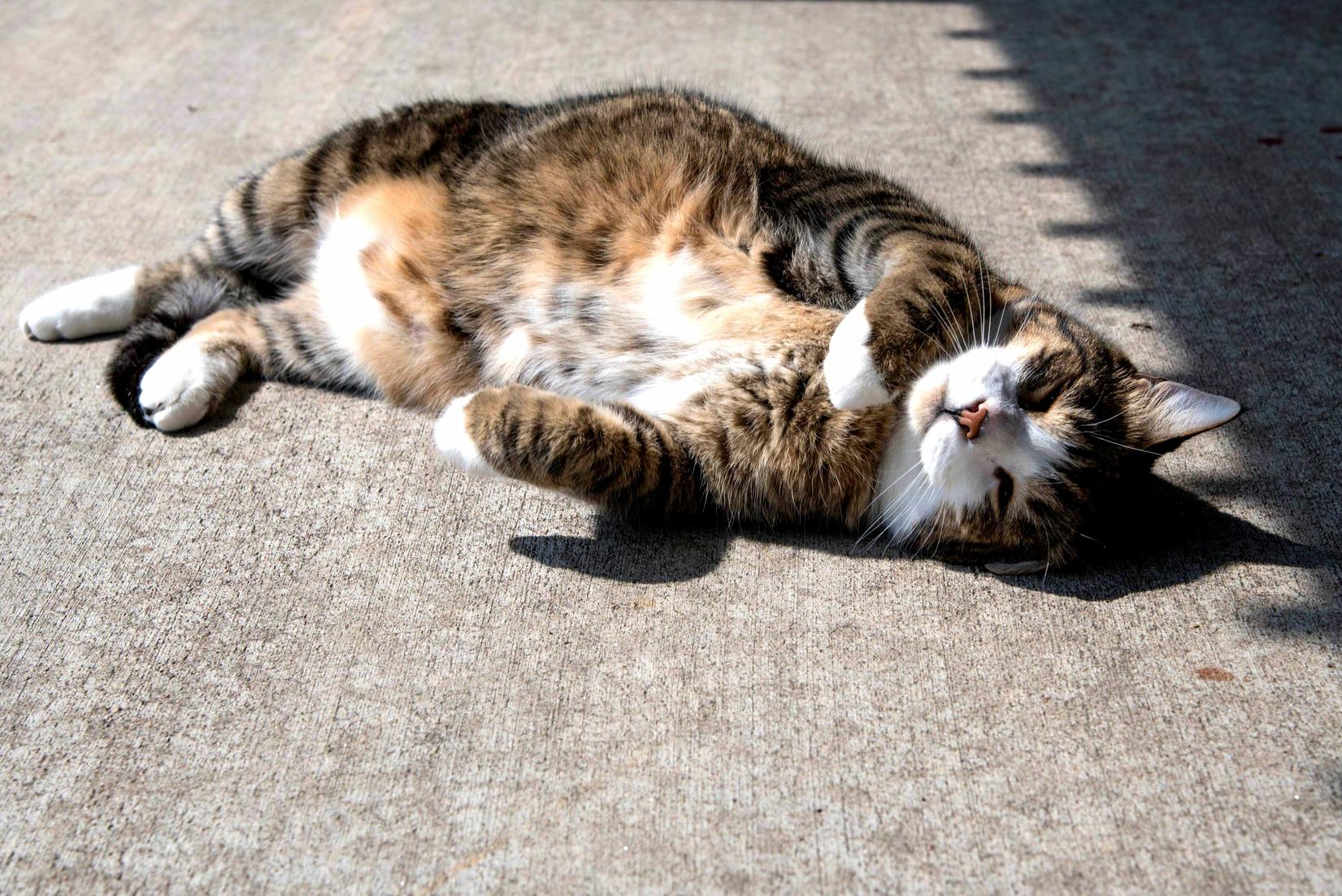 Bellybelly Tumtums
