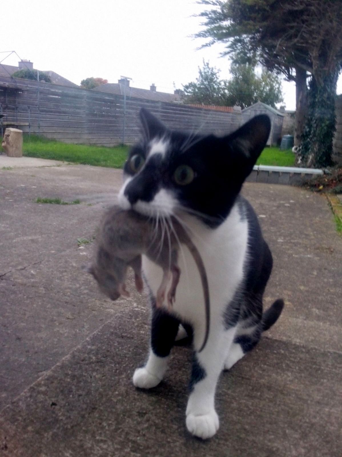 Billy Caught a Smallish Rat As a Guft
