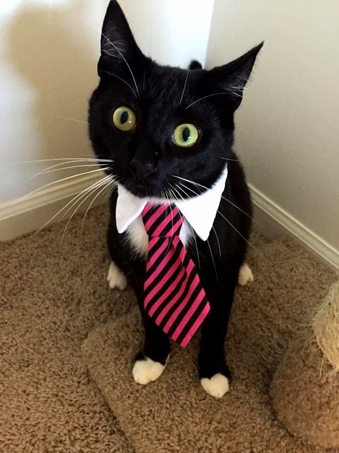 Birthday Tie