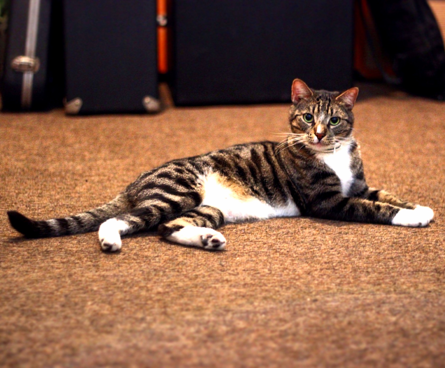 Bisholino Has Been with Me for Over a Year. He Is a Handsome Kitty.