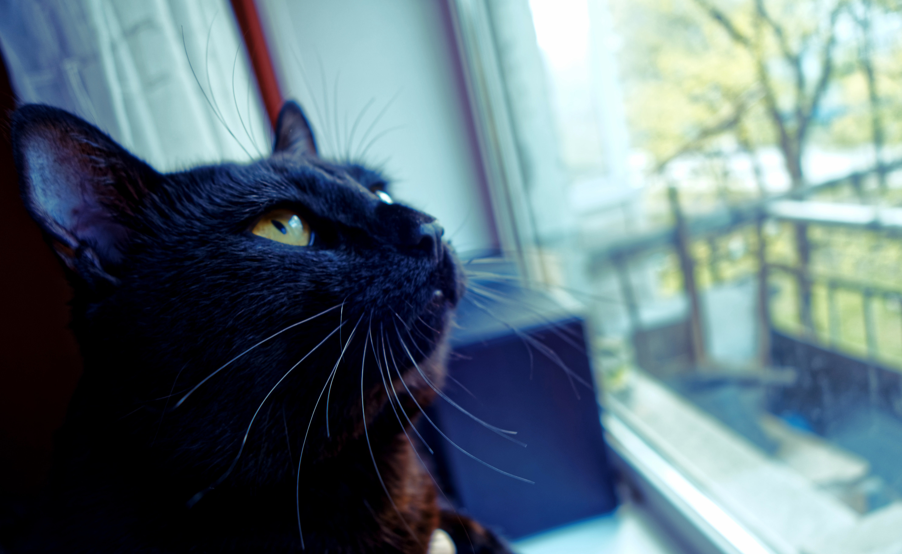 Black Cat