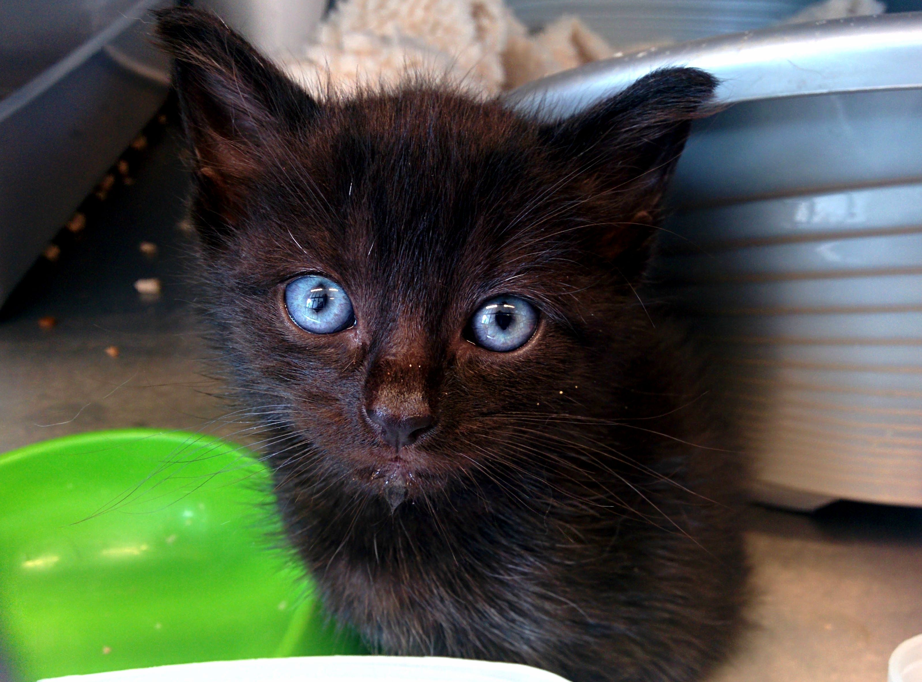 Black Furball with Blue Eyes from the Shelter Where I Volunteer