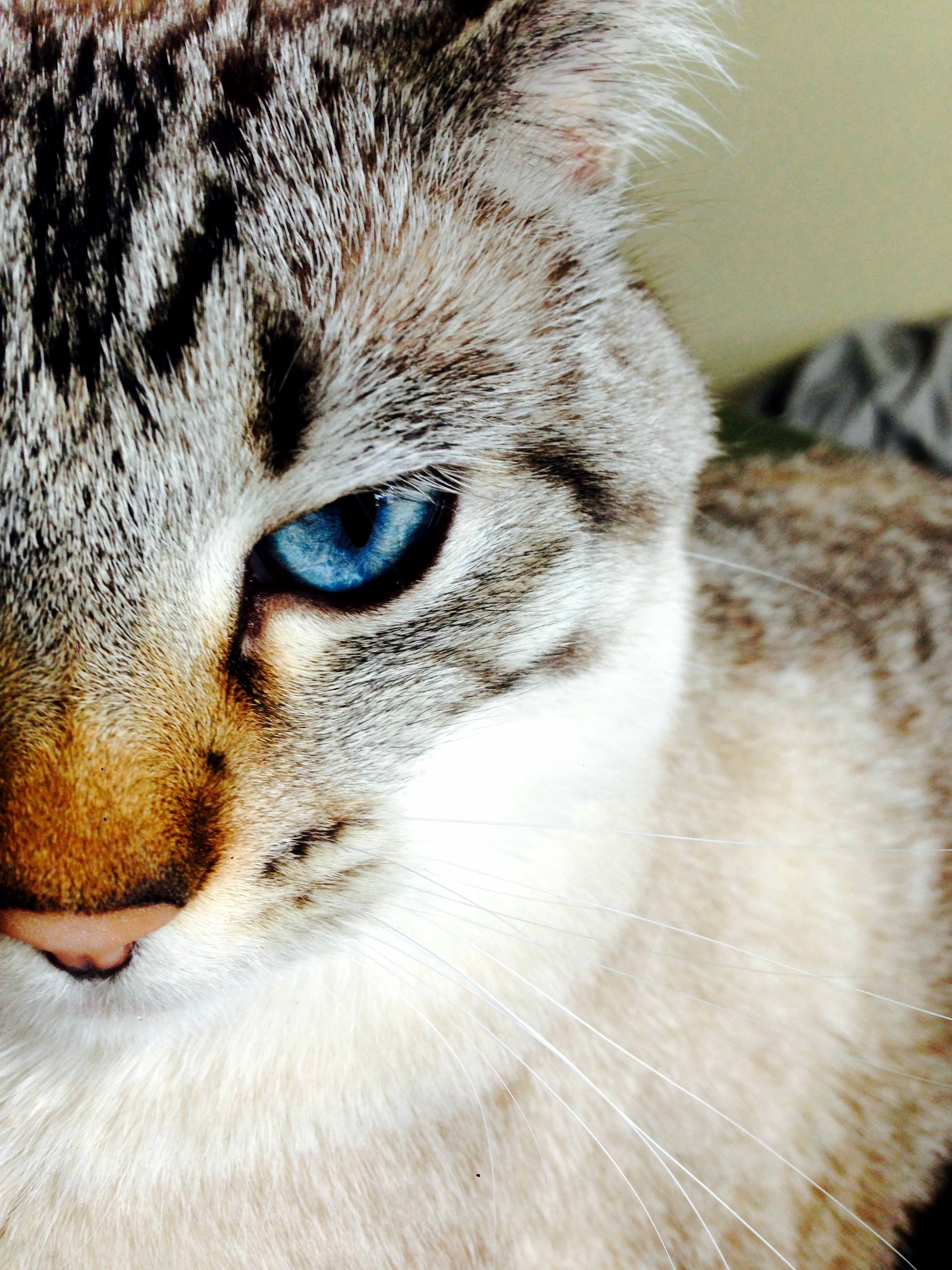 Blue Eyes