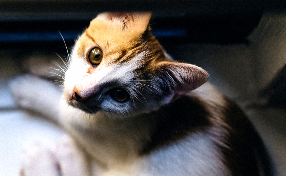 Bmos Intense Gaze