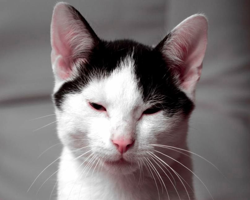 Bombel Purring B W Catmachine