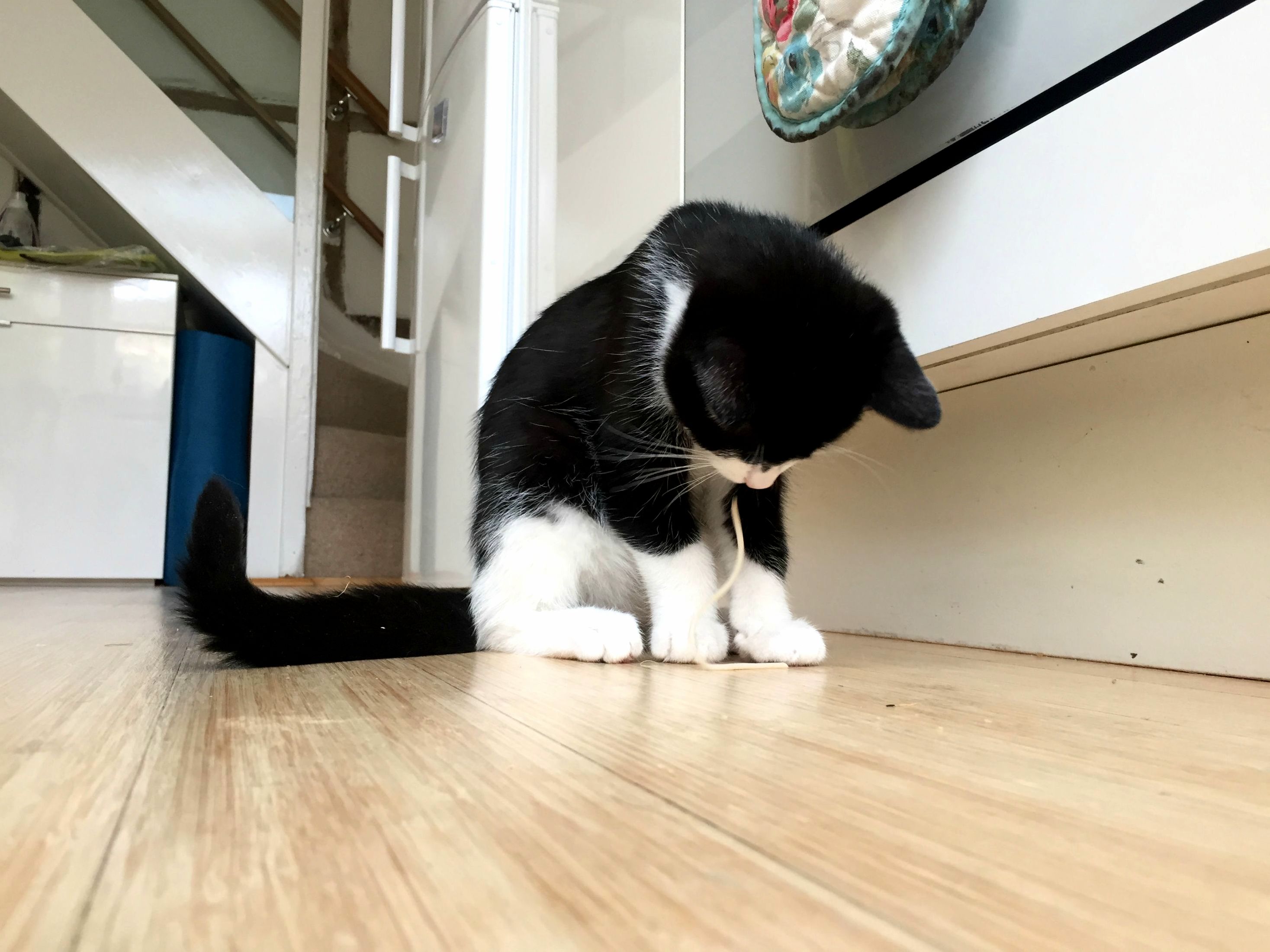 Boris Likes Spaghetti