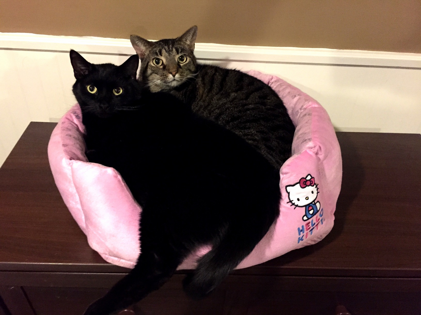 Both Fits So Both Sits