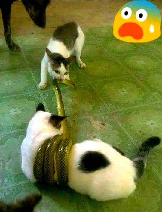 Brave Cat