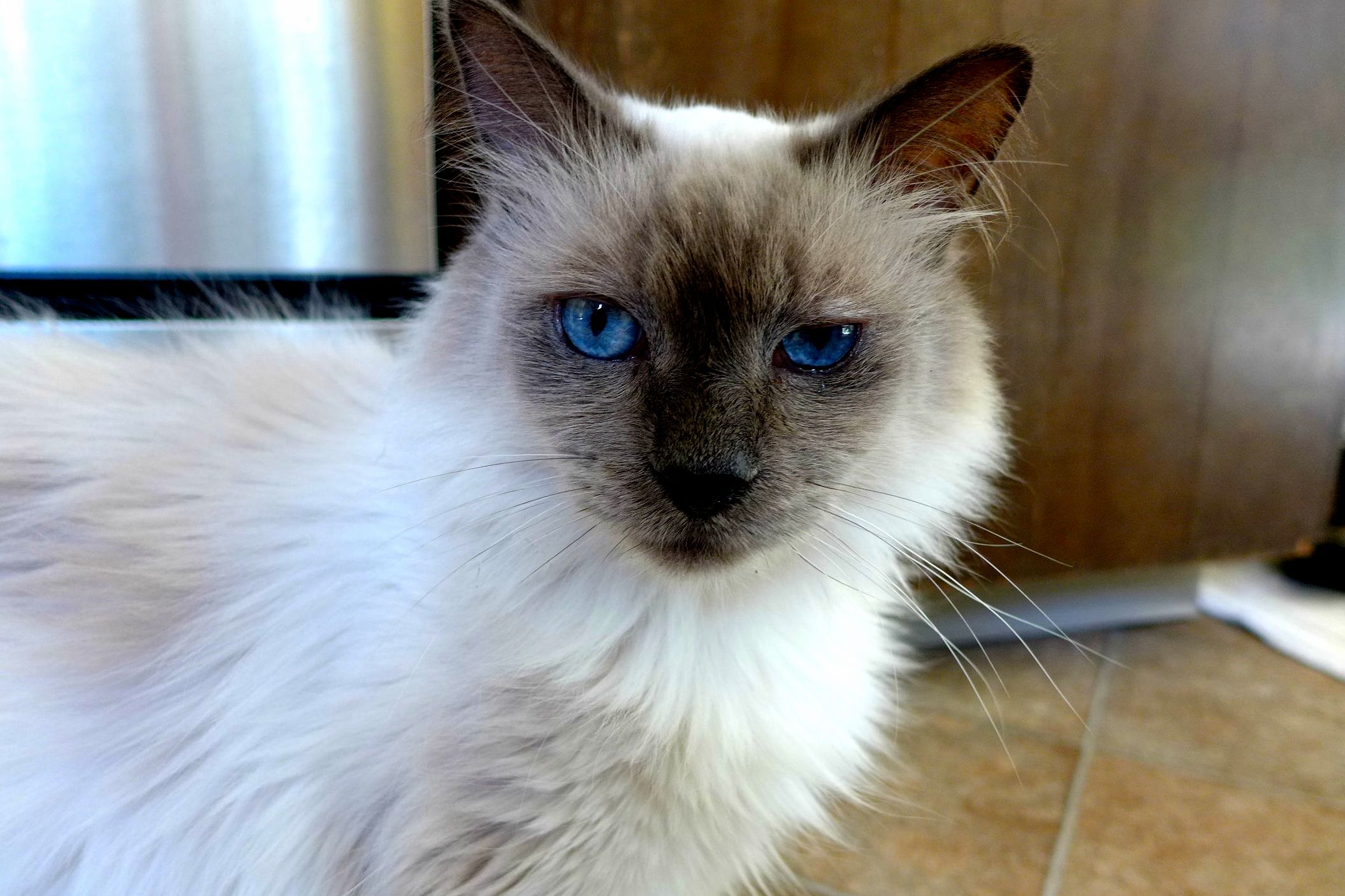 Brilliant Baby Blues