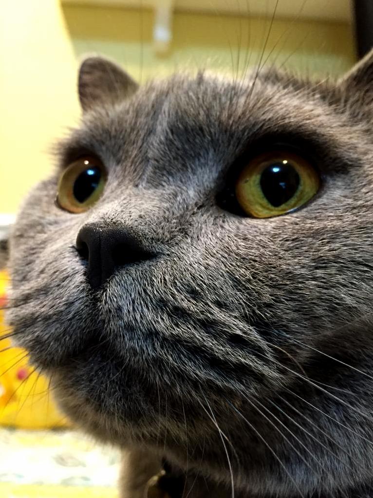 British Shorthair Closeup