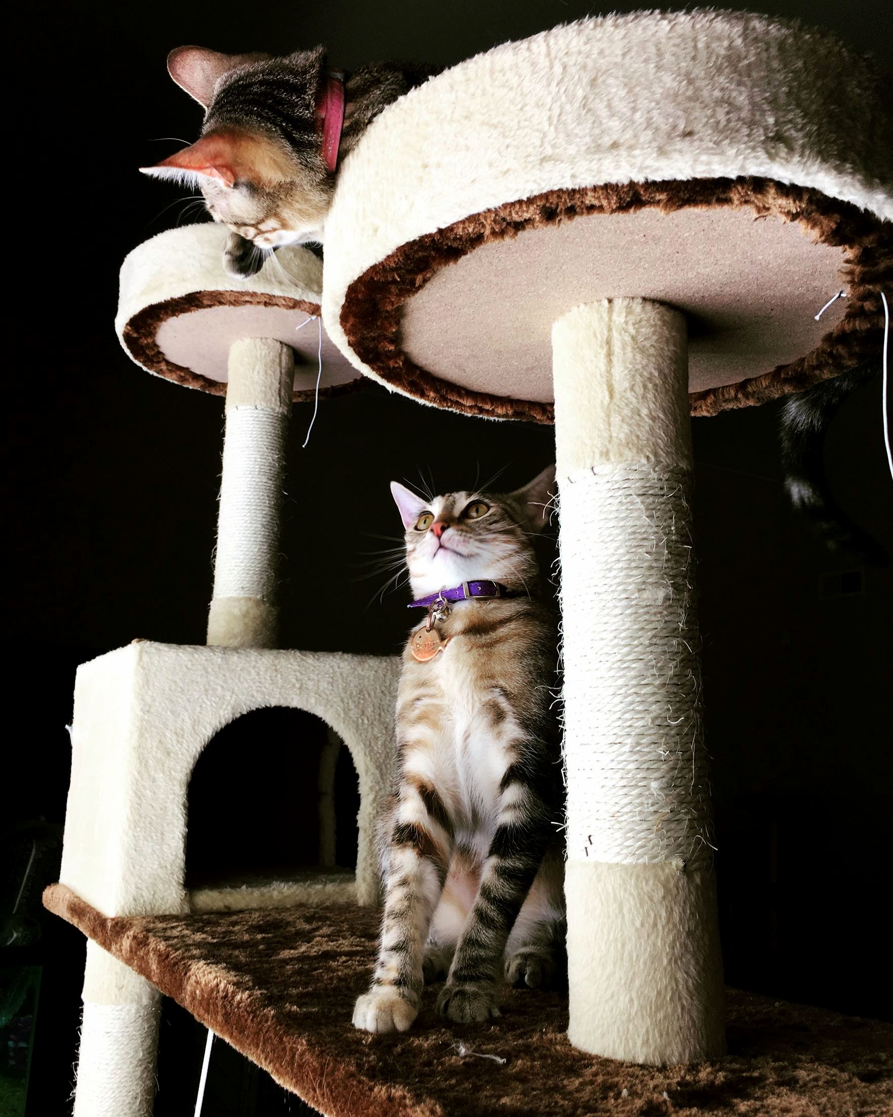 Butters Does Not Approve of Her Sister Laying on Her Perch.