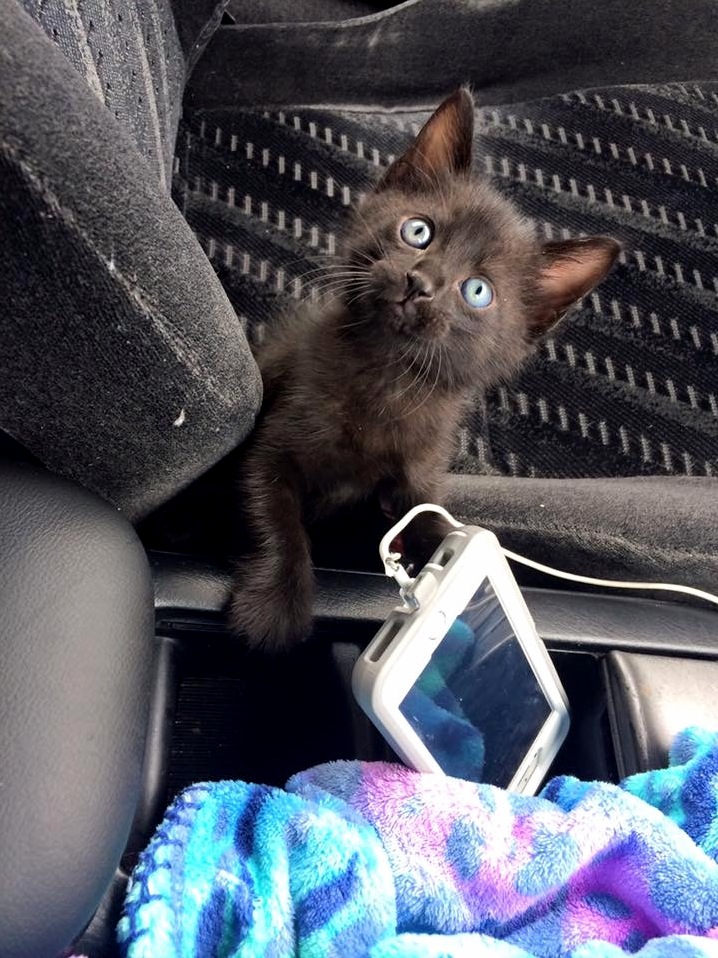 Can Anyone Identify What Breed My Friends Cat Is
