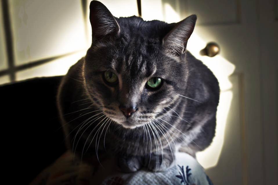 Can Someone Identify Which Breed My Cat Is