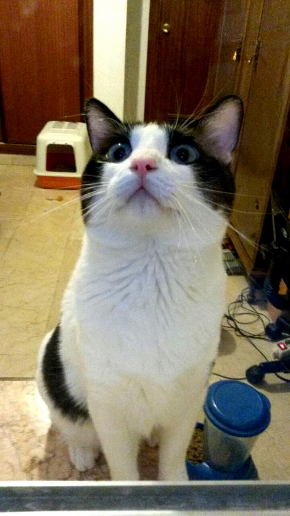 Can Someone Make a Meme About This Cat