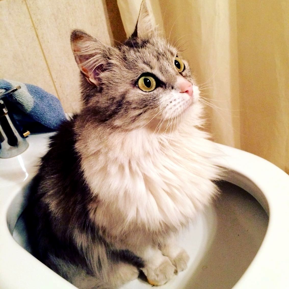 Cant Poop in Peace