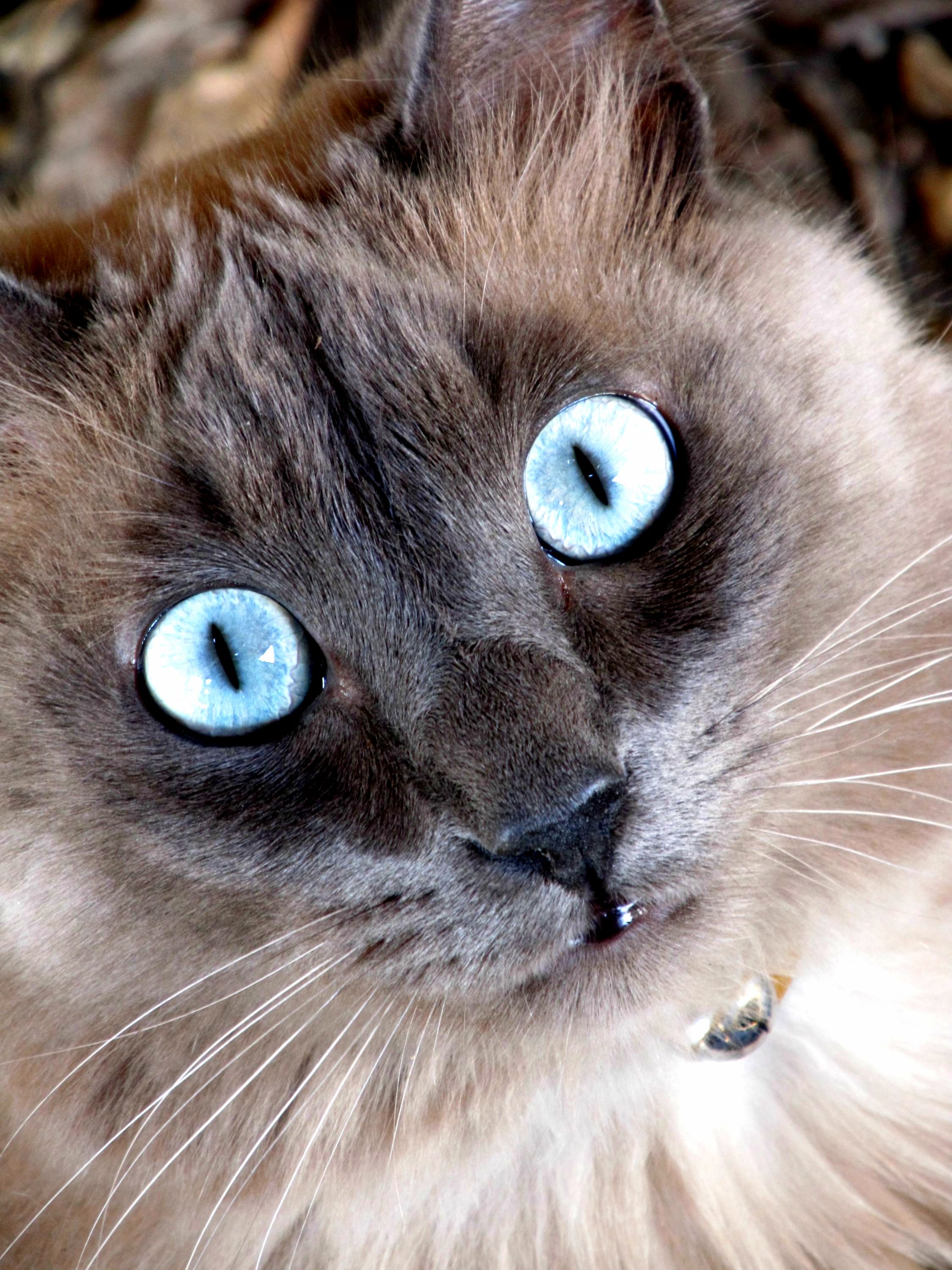 Captivating Image of My Lil Boys Baby Blues.