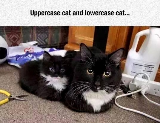 Cat Fonts