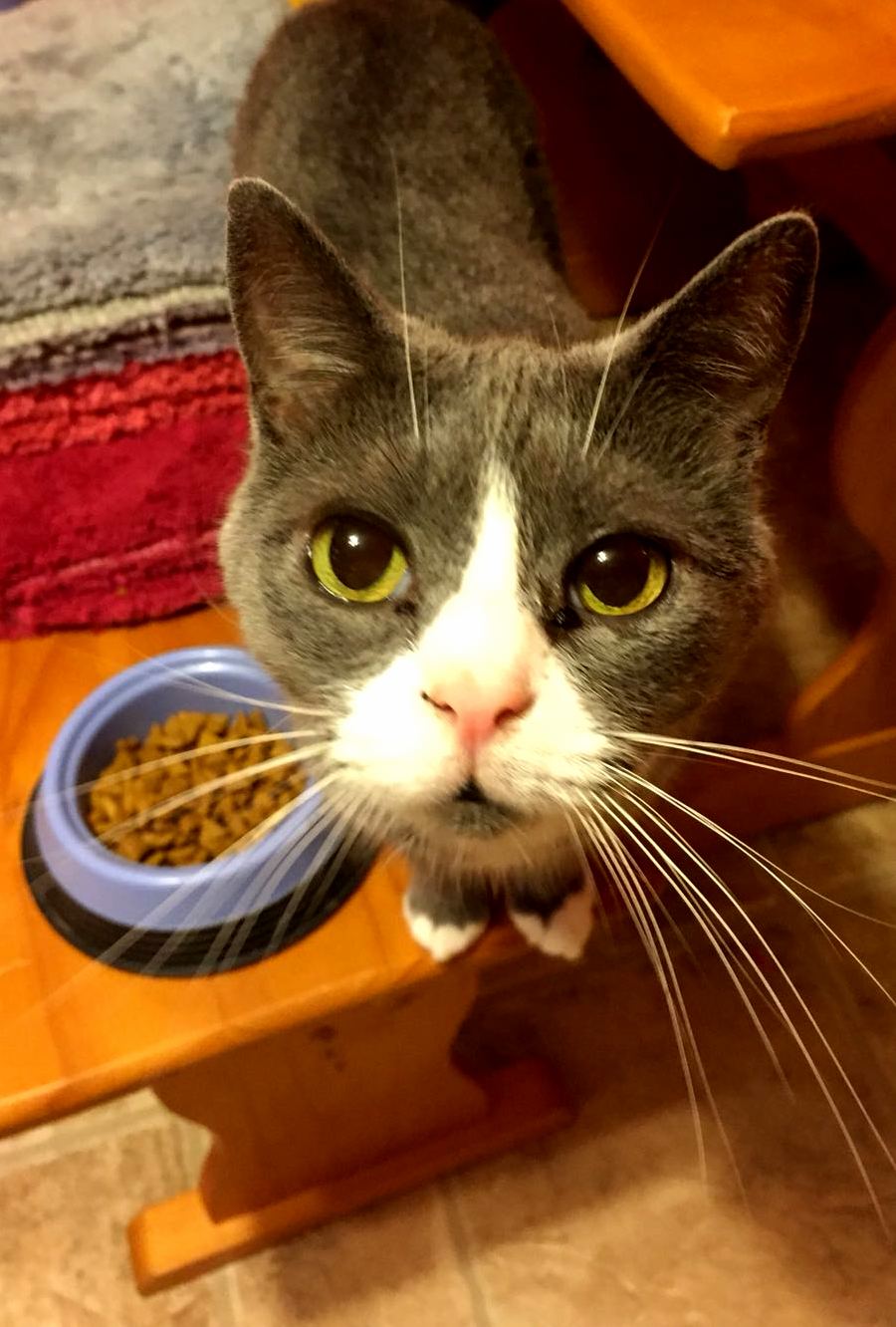 Cat Picture Diamonds Pink Nose and Heart Markings
