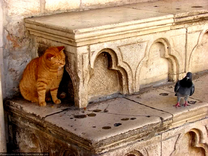 Cat Says What Are Doing Here. Pigeons Said I Am Seeing You