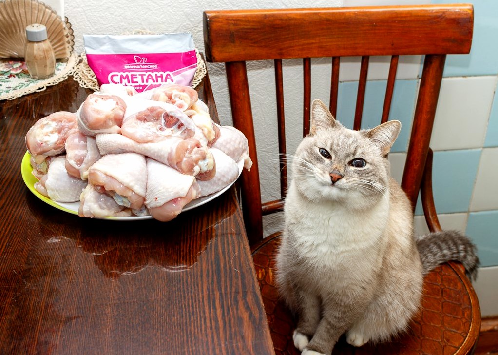 Cat with Chicken Legs