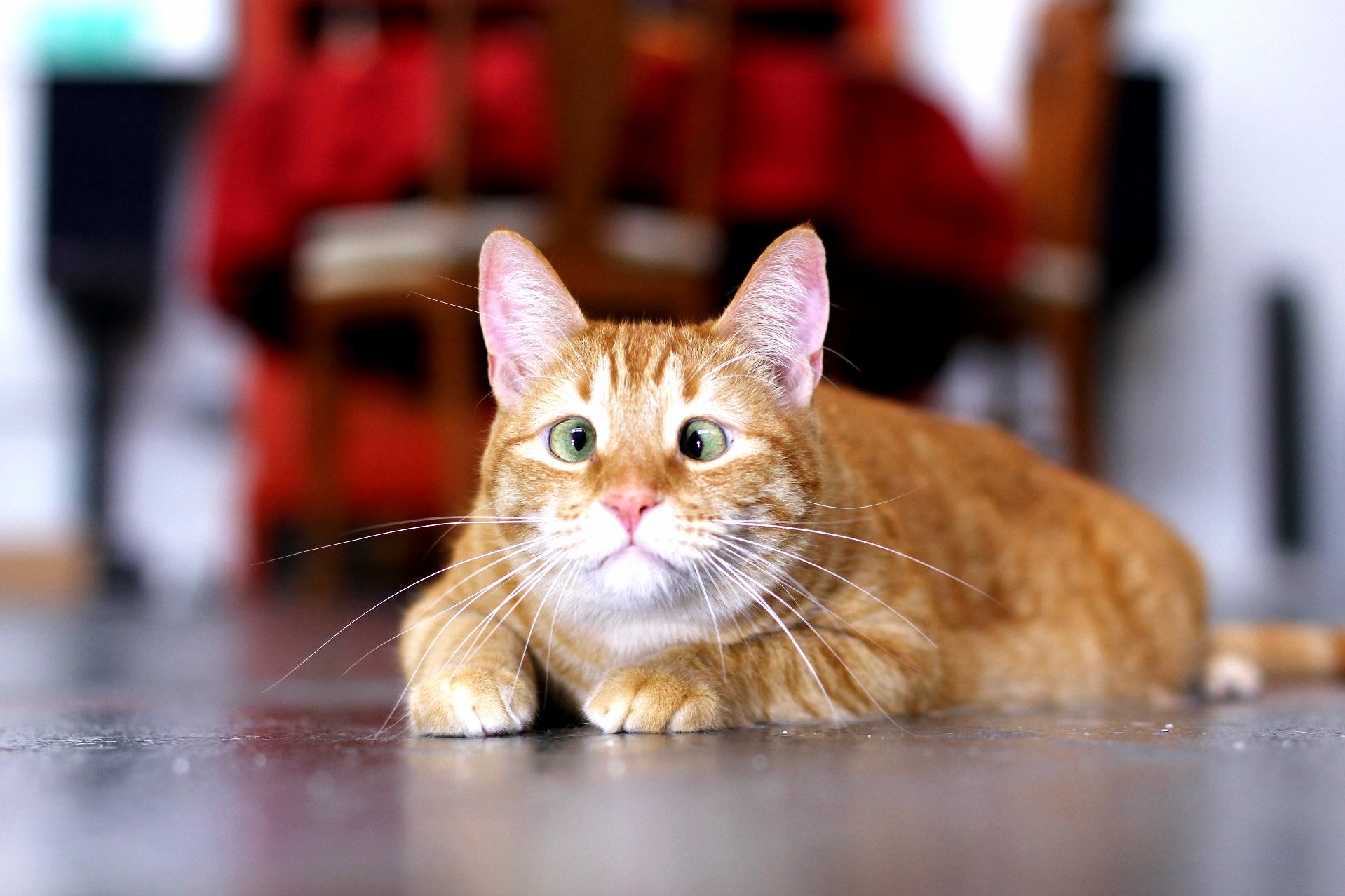 Cat with Cockeye