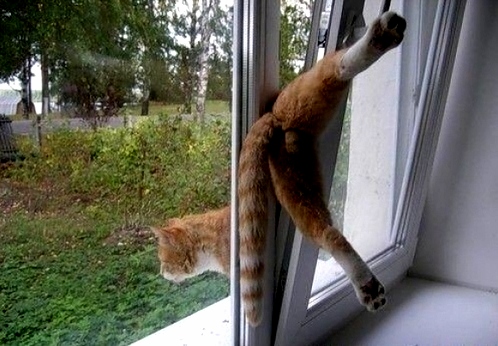 Cats Are Graceful Creatures