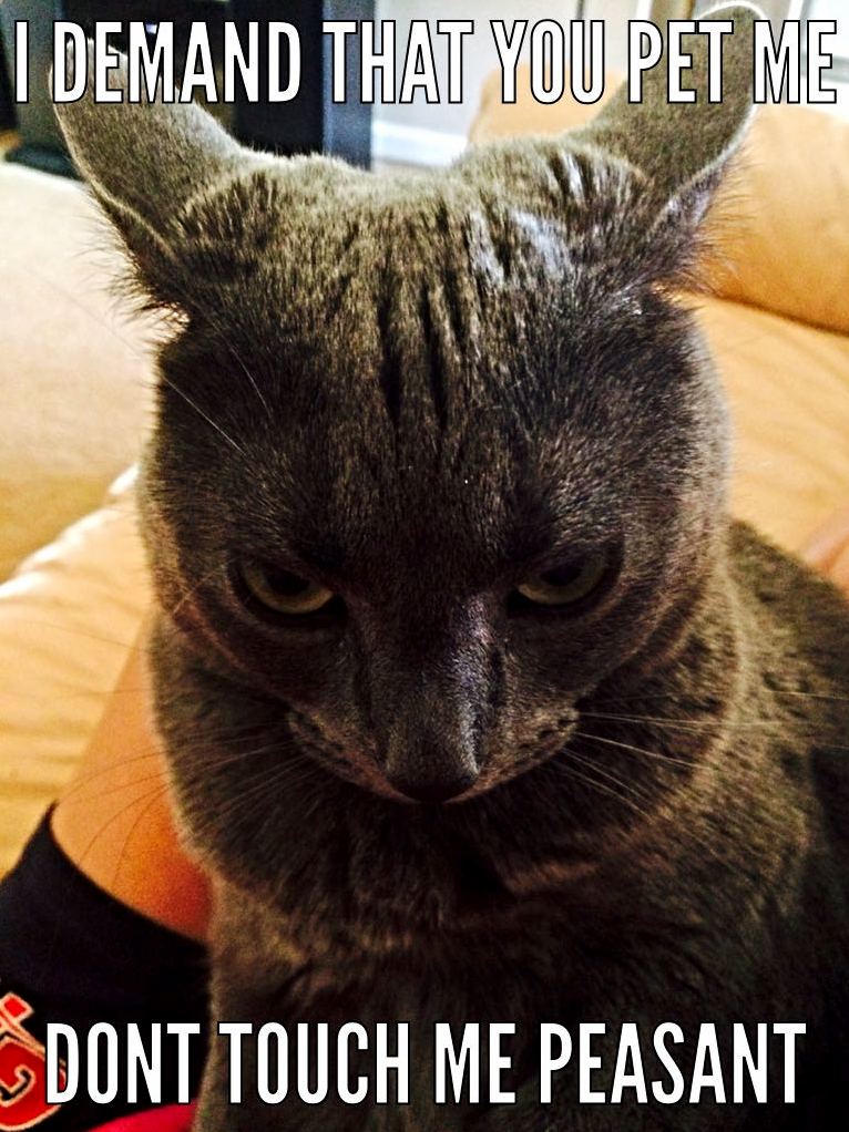 Cats...