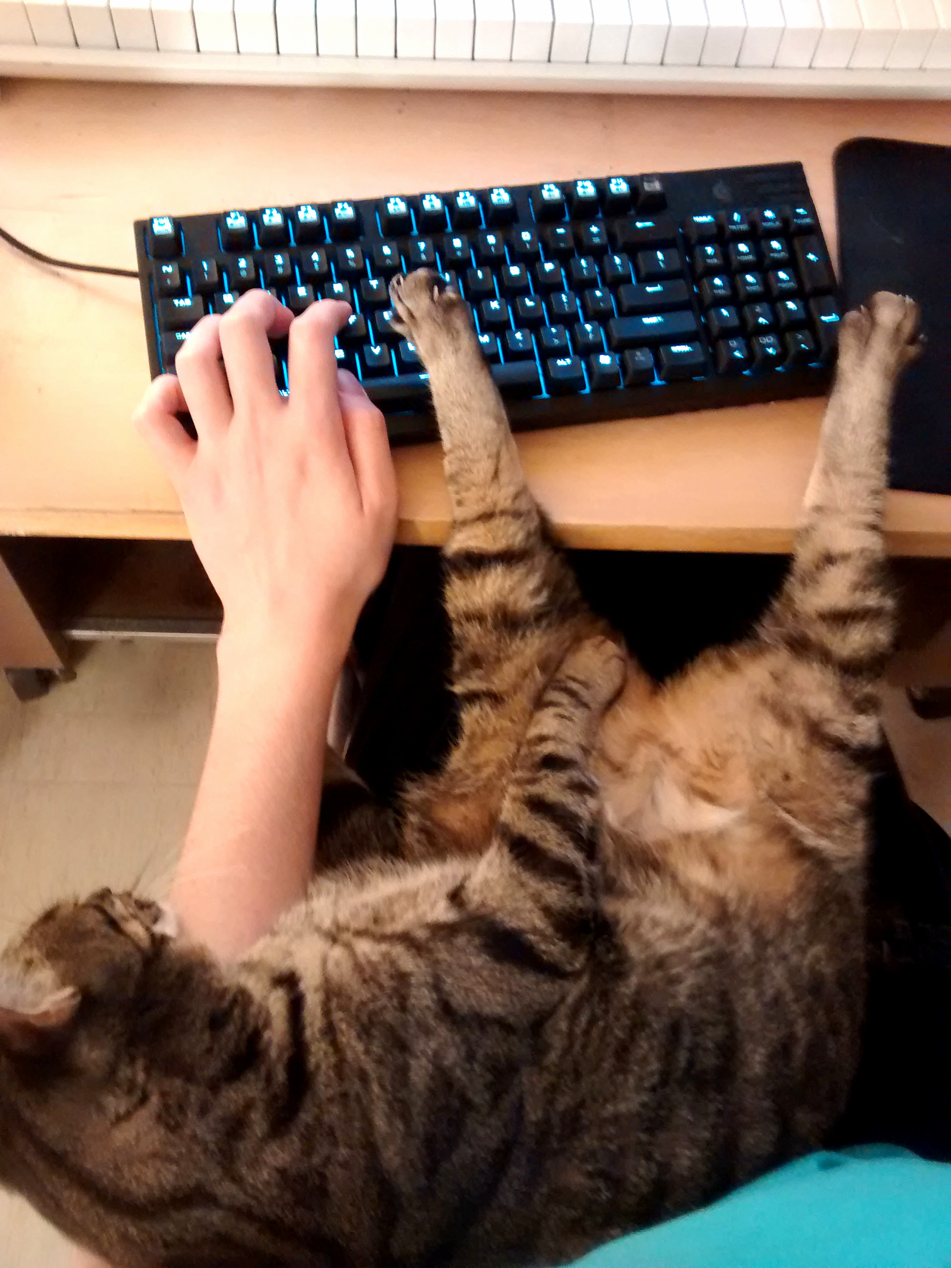 Catsitting