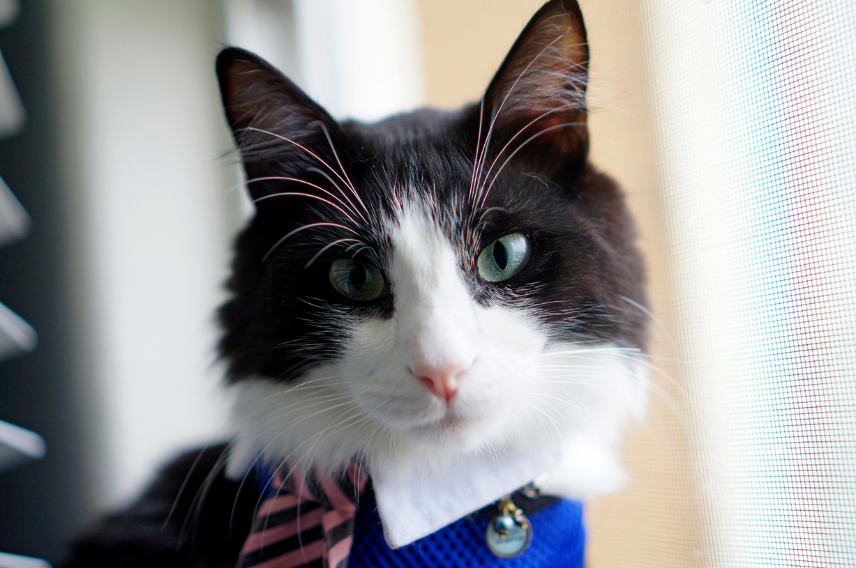 Chance the Businesscat Has Had a Productive Week and Is Looking Forward to the Meoweekend.