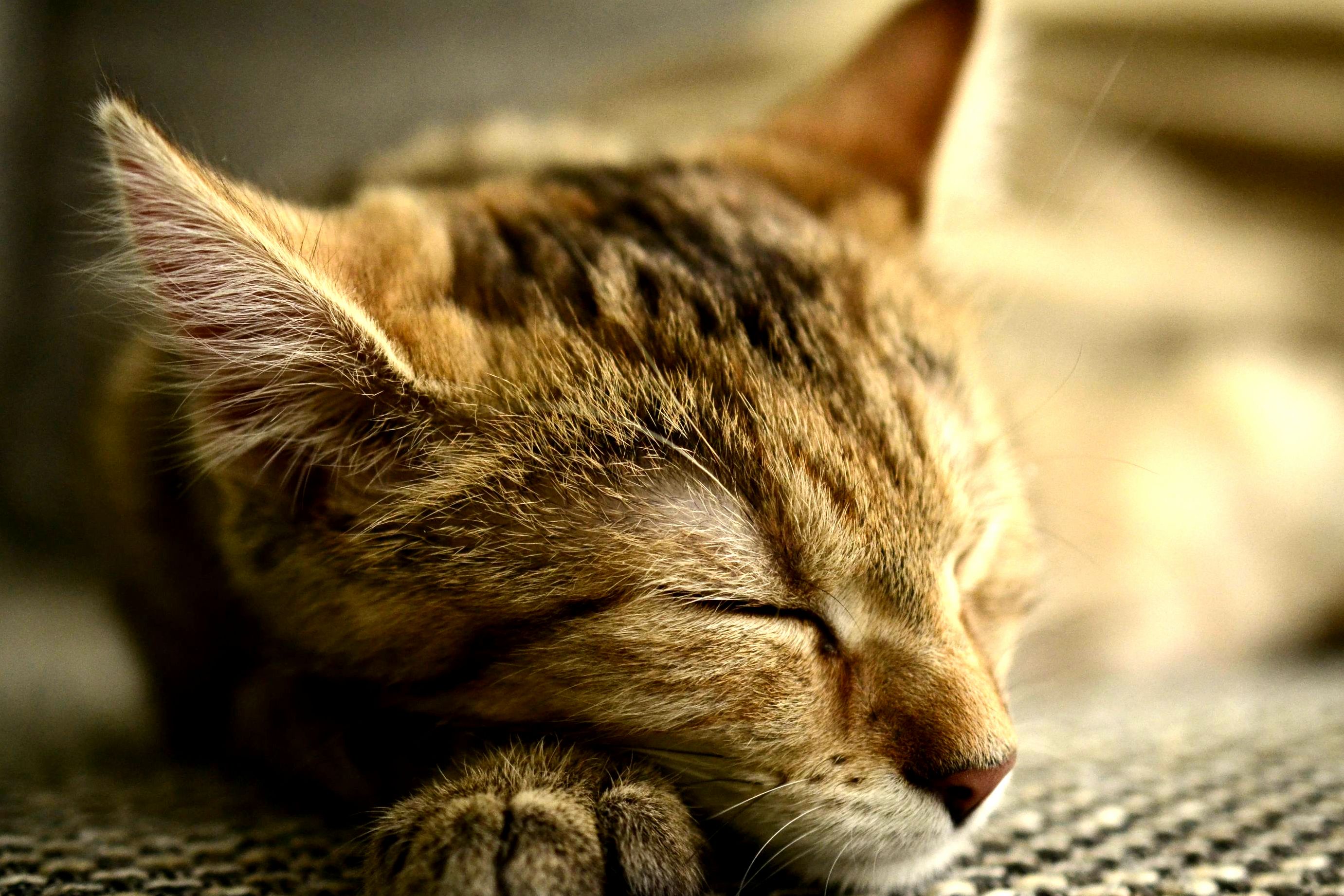Charlie Having a Nap Oc