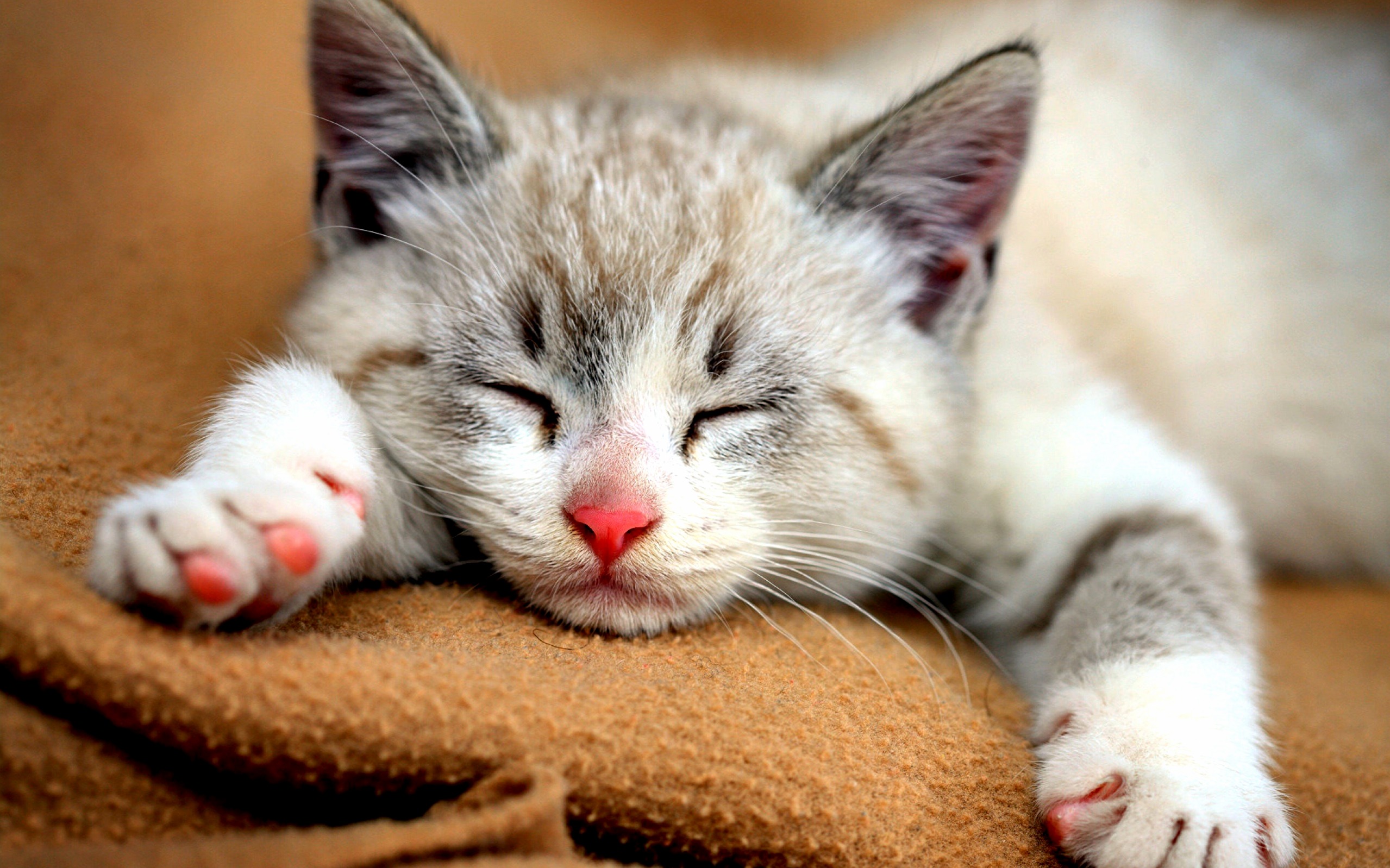 Check Out the Cat Sleeping on My Couch