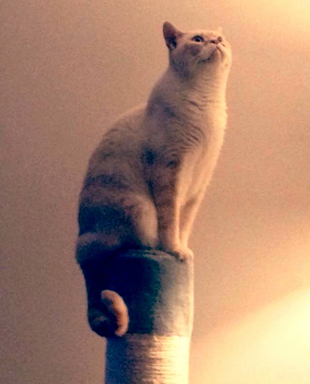 Chippy in All His Glory