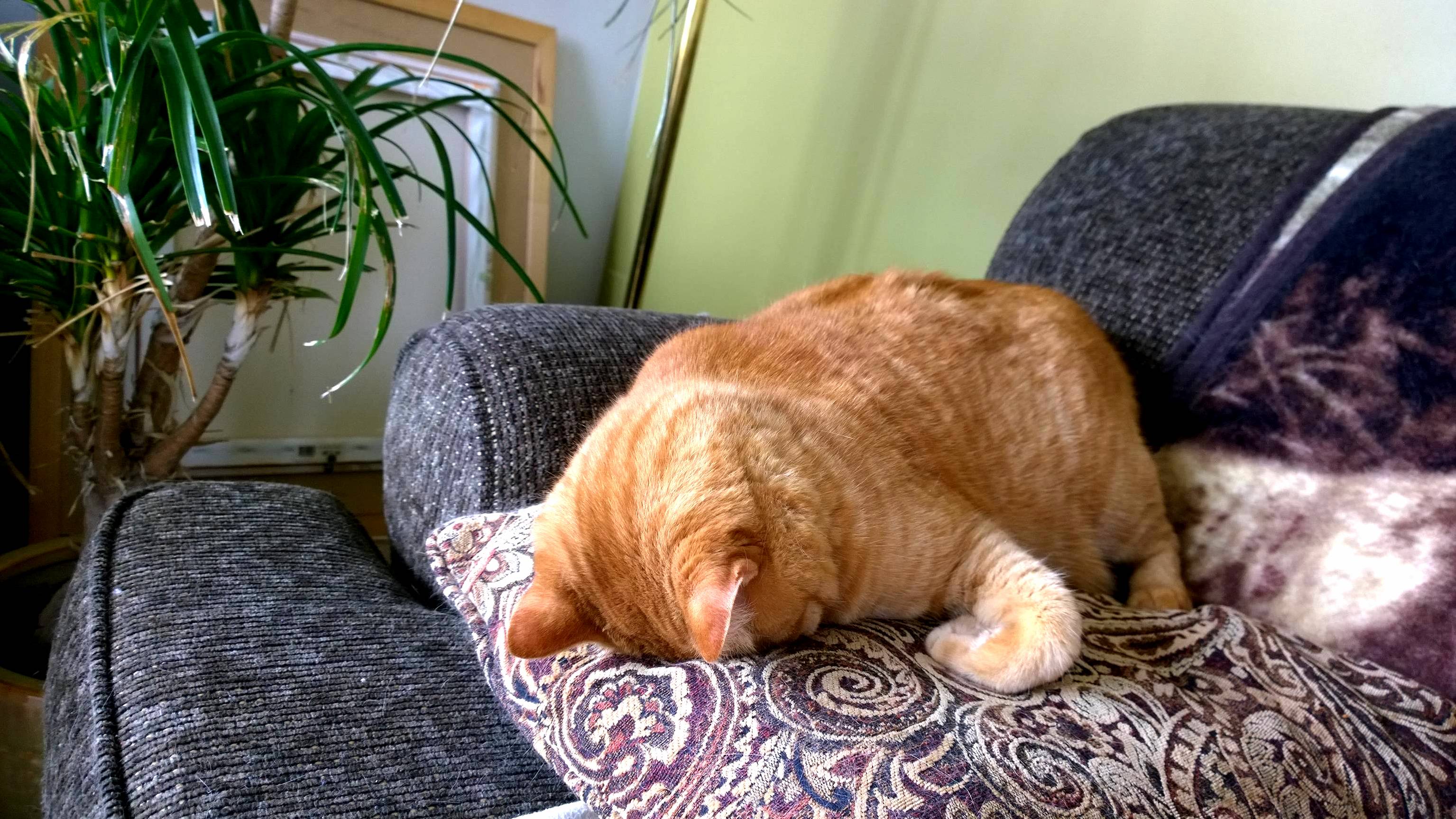 Cletus Taking a Nope Nap