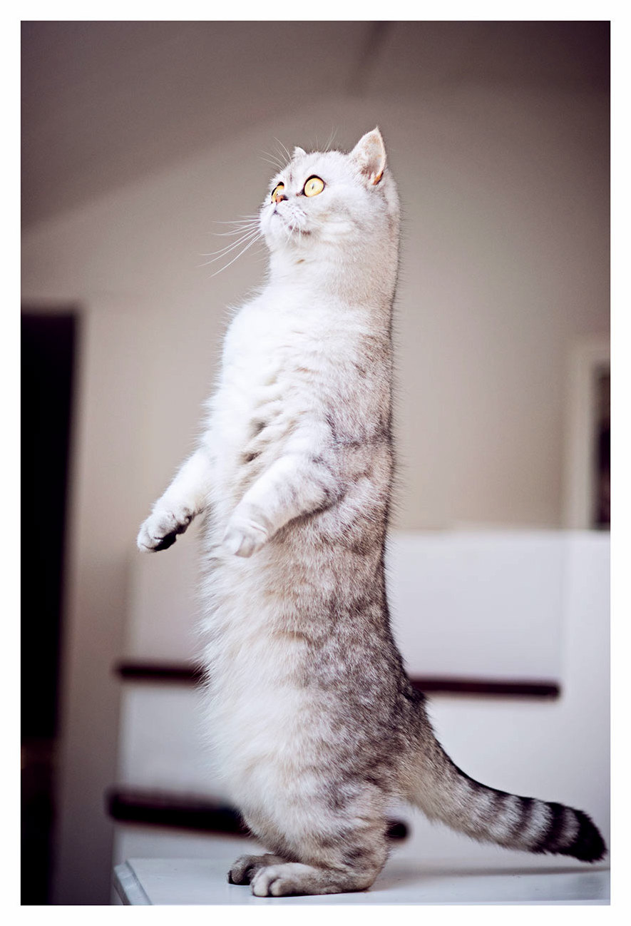 Coco Standing