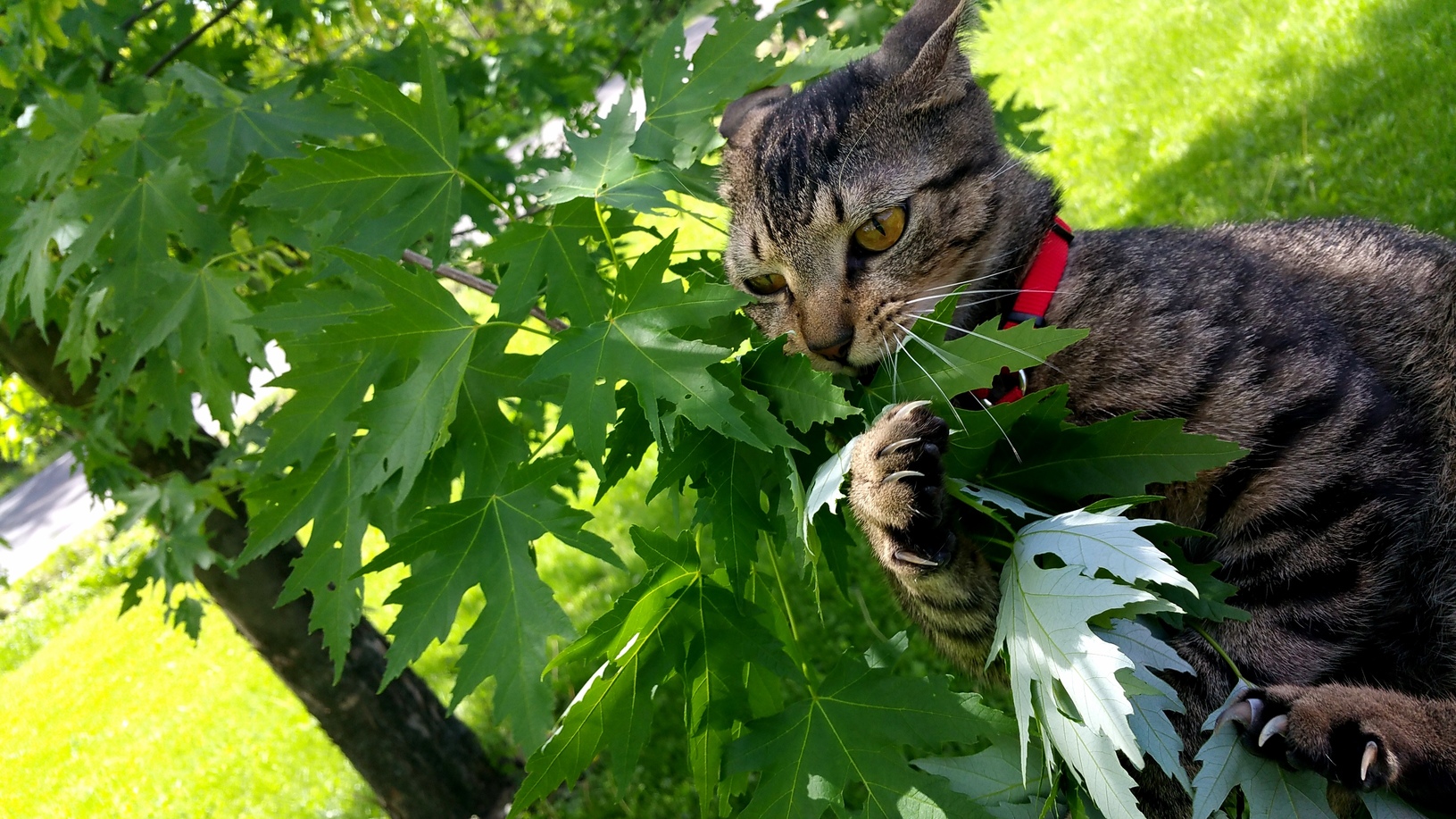 Cosmo Enjoying the Great Outdoors