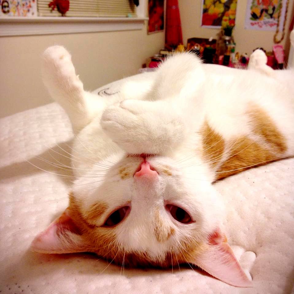Cosmoss Face After Tearing All My Dresses Down from My Closet. Thanks Buddy