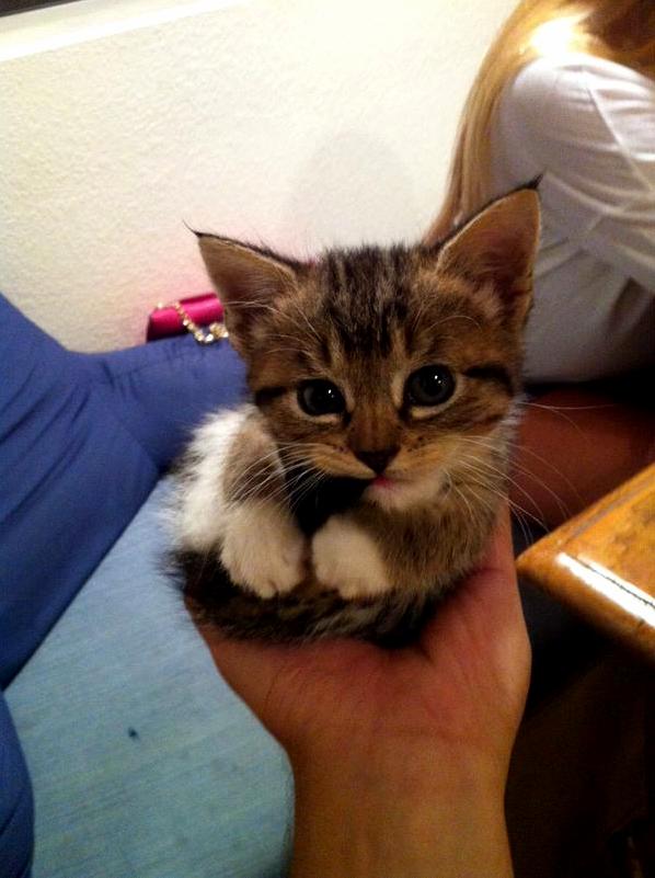Could Someone Help with What Breed This Cat Is
