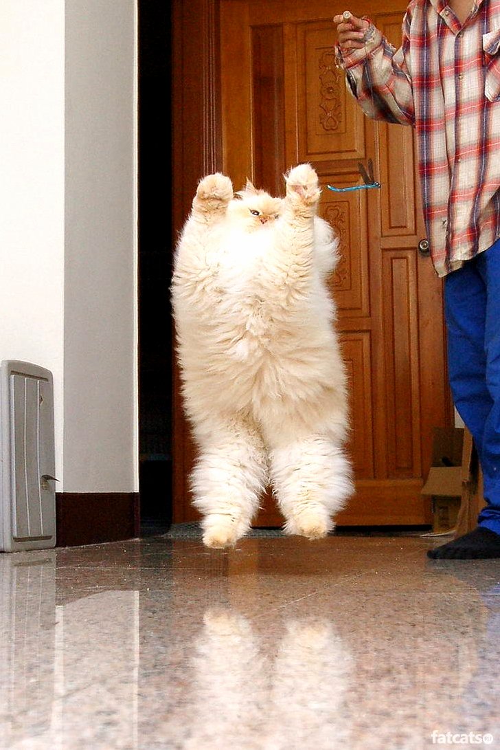Cumulus Cloud Kitty