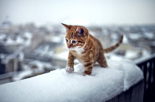 Curious Kitten