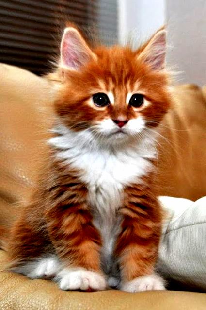 Cute Cat