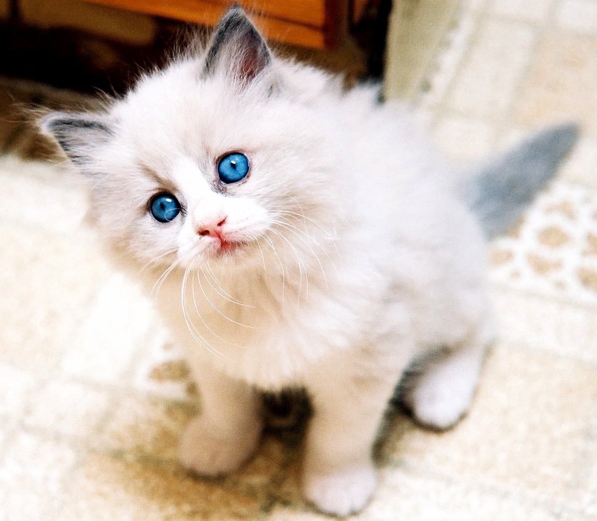 Cuteness Overload...