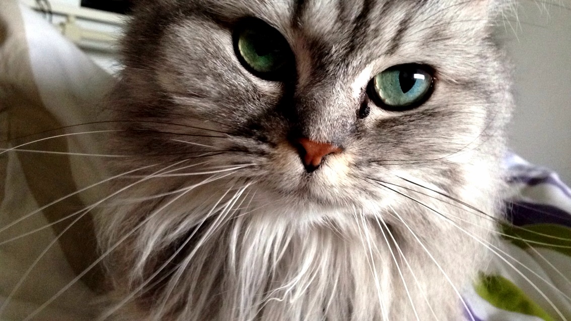 Daisy Has Always Been Rather Photogenic